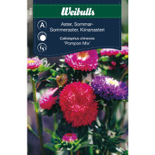 Sommeraster 'Pompon Mix'